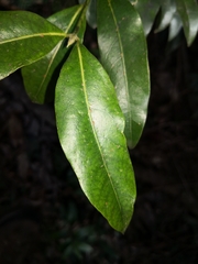 Melodinus australis