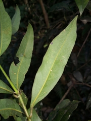 Melodinus australis