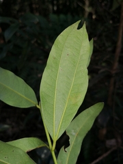 Melodinus australis