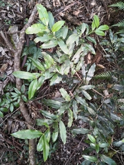 Melodinus australis