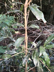 Melodinus australis