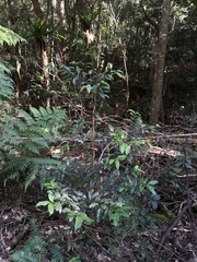 Melodinus australis