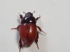 Aphodius fimetarius