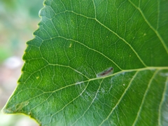 Phyllocnistis unipunctella