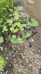 Petasites radiatus