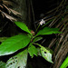 Carapichea affinis - Photo (c) Reinaldo Aguilar, algunos derechos reservados (CC BY-NC-SA)