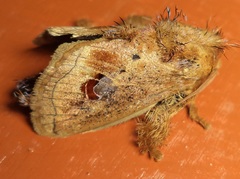 Squamosa ocellata