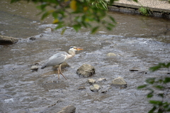 Ardea cinerea