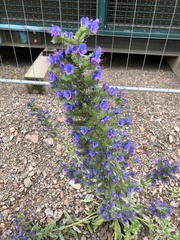 Echium vulgare