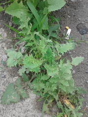 Asteraceae