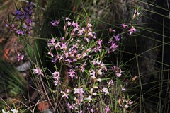 Boronia hapalophylla
