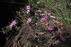Boronia hapalophylla