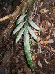 Blechnum patersonii