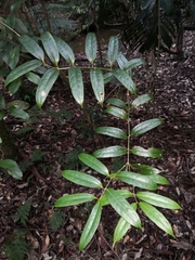 Ripogonum discolor