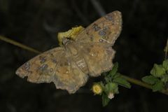 Caprona ransonnettii