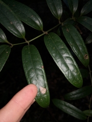 Ripogonum discolor