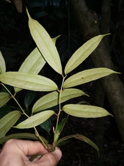 Ripogonum discolor