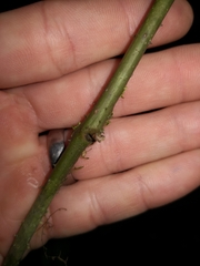 Ripogonum discolor