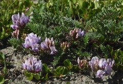 Oxytropis montana