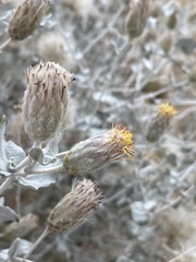 Brickellia incana