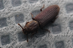 Pycnomerus