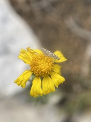 Hymenoxys cooperi