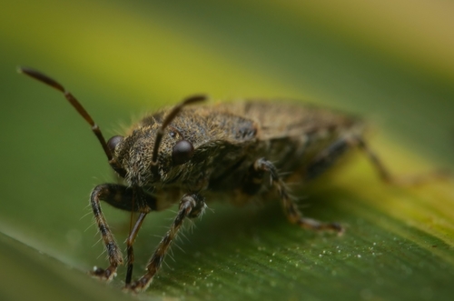 Nettle ground bug, photo 8 of 8