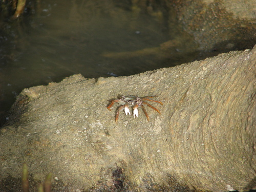 Goniopsis pelii