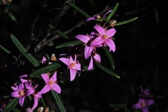 Boronia hapalophylla