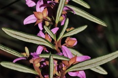 Boronia hapalophylla
