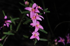 Boronia hapalophylla