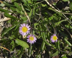 Erigeron glabratus