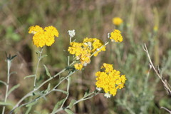 Psilostrophe gnaphalodes