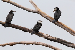 Microcarbo melanoleucos brevirostris