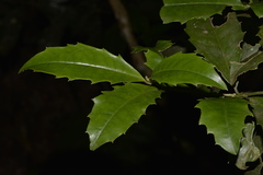 Polyosma cunninghamii