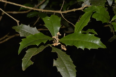 Polyosma cunninghamii