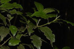 Polyosma cunninghamii