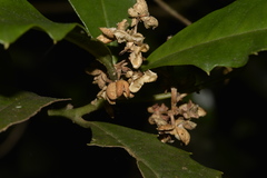 Polyosma cunninghamii