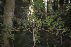 Polyosma cunninghamii