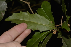 Polyosma cunninghamii