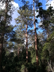 Eucalyptus microcorys