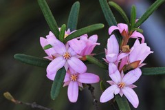 Boronia hapalophylla
