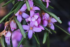 Boronia hapalophylla