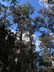 Eucalyptus microcorys