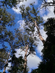 Eucalyptus microcorys