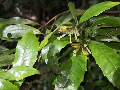 Polyosma cunninghamii Benn.