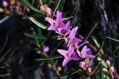Boronia hapalophylla