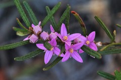 Boronia hapalophylla