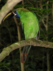 Aulacorhynchus prasinus caeruleogularis