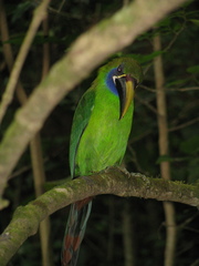 Aulacorhynchus prasinus caeruleogularis